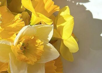 Прогноз погоды на 23 апреля: Желтый код в связи с сильным ветром и заморозками на севере