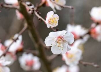 Прогноз погоды на 24 апреля: Переменная облачность и риск единичных заморозков