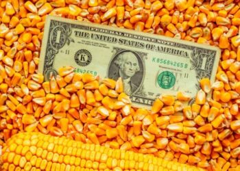 Exporturi de 5 ori mai mici! Porumbul dispare din agricultura Moldovei