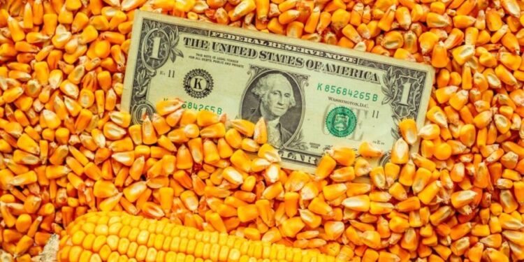 Exporturi de 5 ori mai mici! Porumbul dispare din agricultura Moldovei