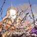 Вербное воскресенье в 2026 году: традиции, смысл и особенности праздника