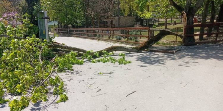 Ребёнок 6 лет был травмирован упавшим деревом на территории Кишинёвского зоопарка