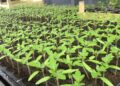 Lovitură pentru grădinari – prețurile la răsaduri au crescut cu 20%