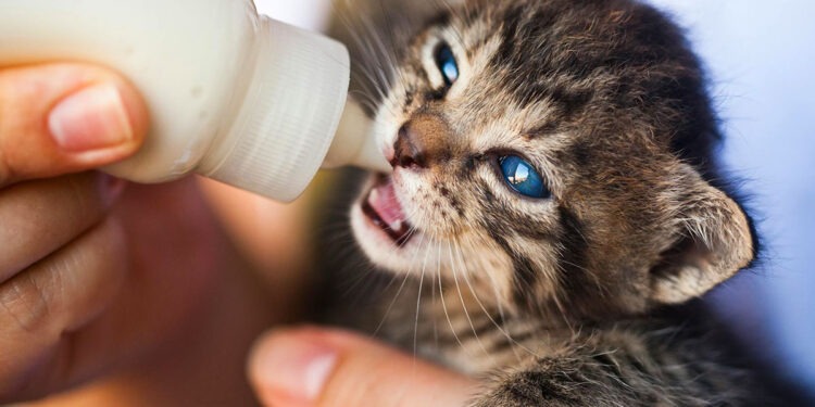 Италия первой в мире ввела оплачиваемый отпуск по уходу за домашними животными