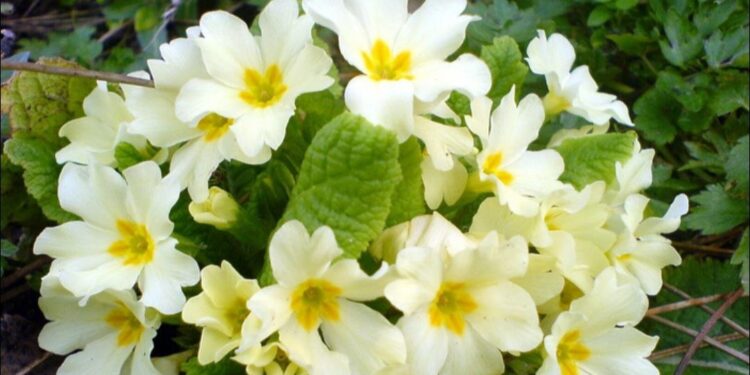 Prognoza meteo pentru 25 aprilie