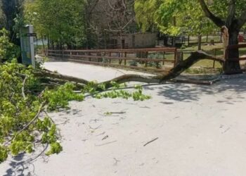 Ребёнка, пострадавшего во время шторма в Кишинёвском зоопарке, перевели в обычное отделение