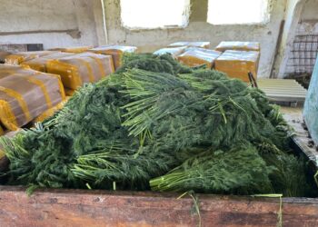 ANSA a distrus 10 tone de mărar de import contaminate cu pesticide