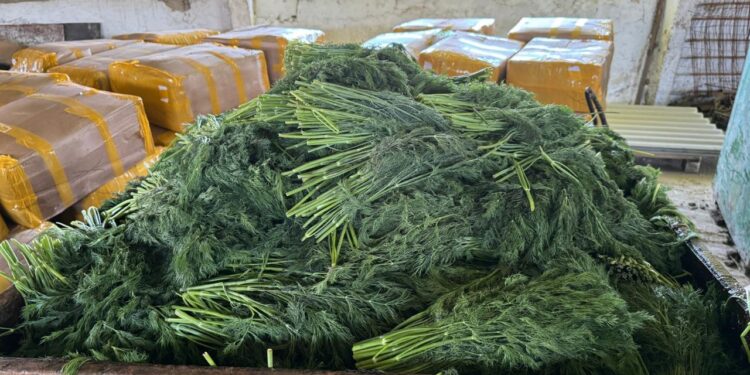 ANSA a distrus 10 tone de mărar de import contaminate cu pesticide