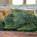 ANSA a distrus 10 tone de mărar de import contaminate cu pesticide
