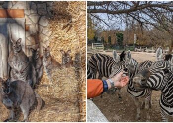 Reguli noi pentru grădinile zoologice din Republica Moldova