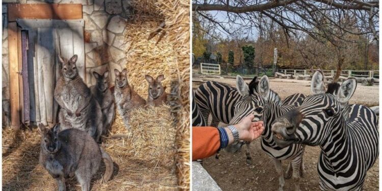 Reguli noi pentru grădinile zoologice din Republica Moldova