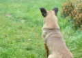 Incident cu armă de vânătoare în raionul Florești: Un bărbat a fost rănit în timp ce încerca să împuște un câine fără stăpân