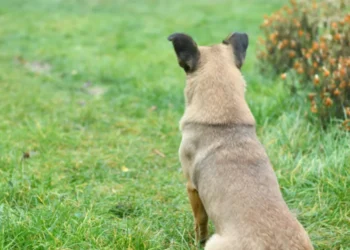 Incident cu armă de vânătoare în raionul Florești: Un bărbat a fost rănit în timp ce încerca să împuște un câine fără stăpân