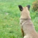 Incident cu armă de vânătoare în raionul Florești: Un bărbat a fost rănit în timp ce încerca să împuște un câine fără stăpân