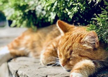 Прогноз погоды на 5 июня: до +29 градусов и переменная облачность