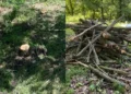 Stejari, arțari și salcâmi, doborâți ilegal la Strășeni: 47 de arbori au fost tăiați de doi indivizi