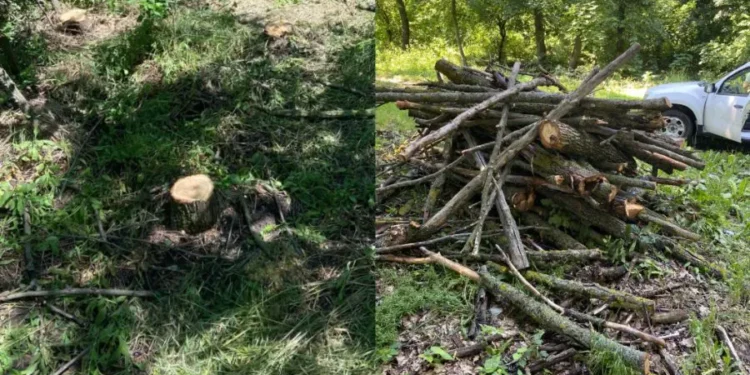 Stejari, arțari și salcâmi, doborâți ilegal la Strășeni: 47 de arbori au fost tăiați de doi indivizi