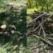 Stejari, arțari și salcâmi, doborâți ilegal la Strășeni: 47 de arbori au fost tăiați de doi indivizi