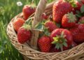 Прогноз погоды на 16 июня: до +27°C, местами кратковременные дожди и грозы