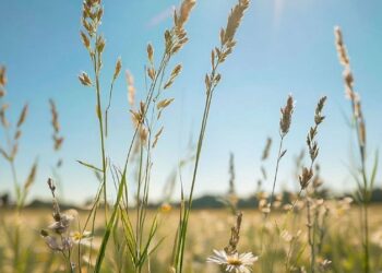 Прогноз погоды на 23 июня: на юге Молдовы до +35°C