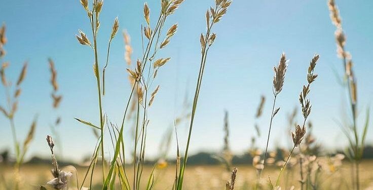 Прогноз погоды на 23 июня: на юге Молдовы до +35°C