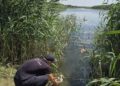 Doi pui de lebădă salvați la frontiera de sud a Republicii Moldova