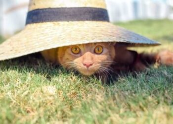 Прогноз на 1 июля: жара не отступает, до +36°C