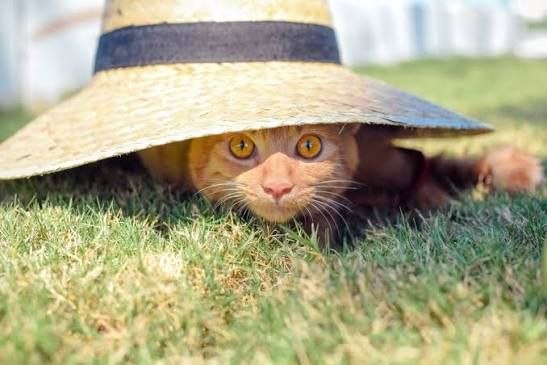 Прогноз на 1 июля: жара не отступает, до +36°C